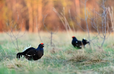 Lekking Black Grouse
