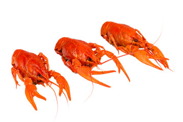 Tasty boiled crayfishes isolated on white