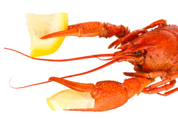 Tasty boiled crayfish with lemon isolated on white