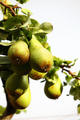 pear, mature fruit in the branch of a tree