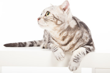 cat looking up and sitting on the table