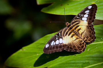 Butterfly sitting on a green leaf