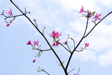 Trees and flowers landscape