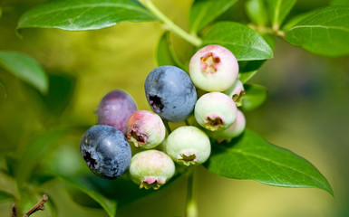 Small cluster of blueberries on the bush