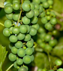 Green grapes on vine