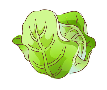 icon cabbage