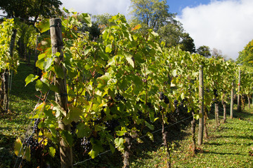 Fototapeta na wymiar Vineyard in autumn 