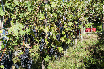 Fototapeta na wymiar Raccolta dell'uva nelle vigne delle alpi valtellinesi