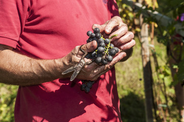 Raccolta dell'uva nelle vigne delle alpi valtellinesi