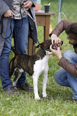 Bullterrier bei einer Hundeausstellung