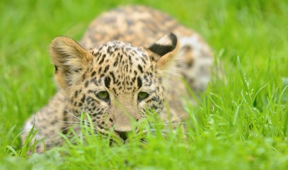 Small young Persian (Caucasian) leopard lying in grass.