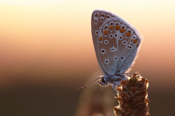 Bläuling