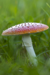 Fliegenpilz (Amanita muscaria) auf einer Wiese