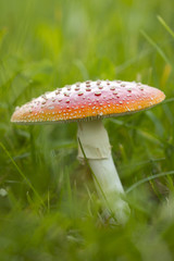 Fliegenpilz (Amanita muscaria) auf einer Wiese