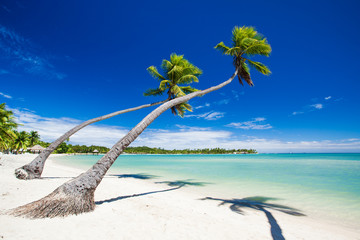 Palm trees hanging over stunning tropical lagoon