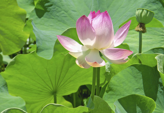 Fototapeta lotus rose