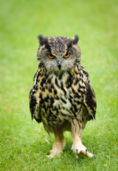 European Eagle Owl