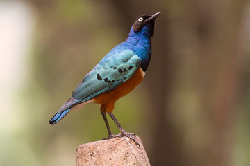 Vogel