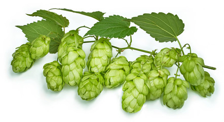 branch of hop isolated on white