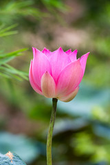 lotus in Japan