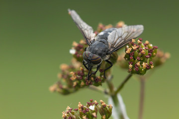 Fliege