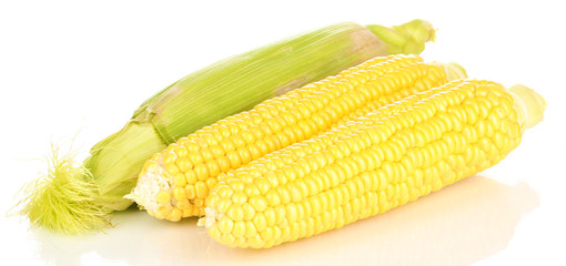 Fresh corn cobs isolated on white