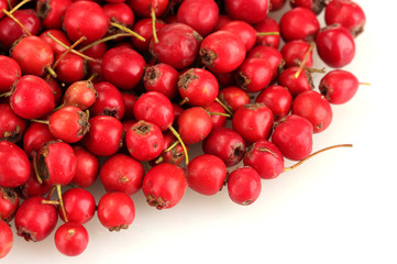 Hawthorn on white background close-up