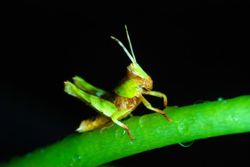 Grasshoper