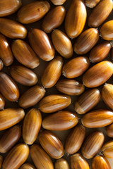 Acorns background.