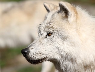 tete de loup artique