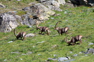 stambecchi maschi (capra ibex)