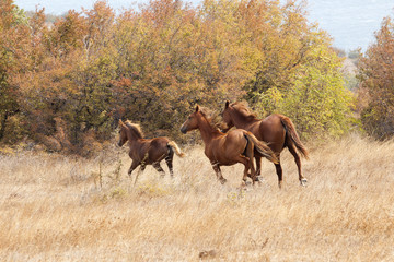 wild horses galloping at the field