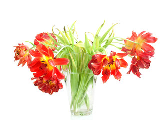 Obraz premium Withering red tulips - symbol of fragile beauty