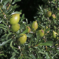Une branche d'arganier avec des fruits