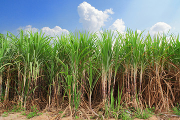 Obraz premium Sugarcane field