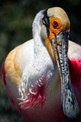 coloured bird