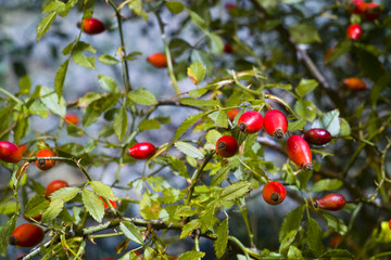 Rose hip (Rosa Canina)