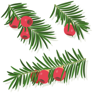 Yew sprigs with red berries isolated