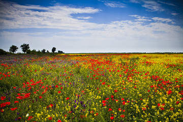 impressionistic field