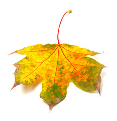 Dry autumn maple-leaf