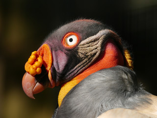 Königsgeier