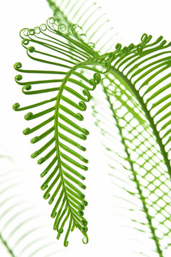 young green palm leafs on white background