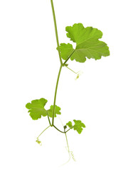 a green plant on a white background