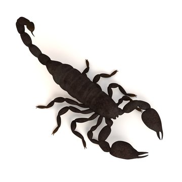 3d render of black emperor scorpion
