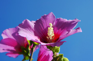 Różowy Hibiskus na tle nieba