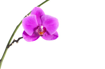 Fototapeta na wymiar orchid branch with a pink flower, isolated on white background
