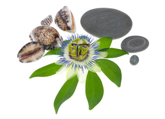 flower with stones and cockleshells