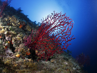 Fototapeta na wymiar Mediterranean czerwone tło akwarium koral