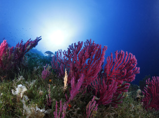 acquario gorgonie rosse fondale © marcodeepsub