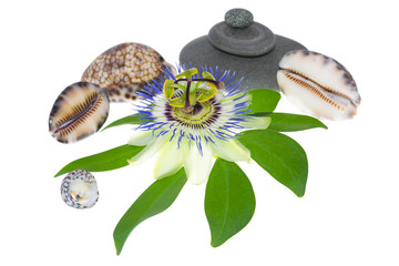 passionflower flower with cockleshells and stones